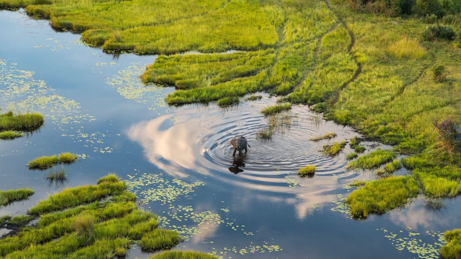 Okavango: A Flood of Life background