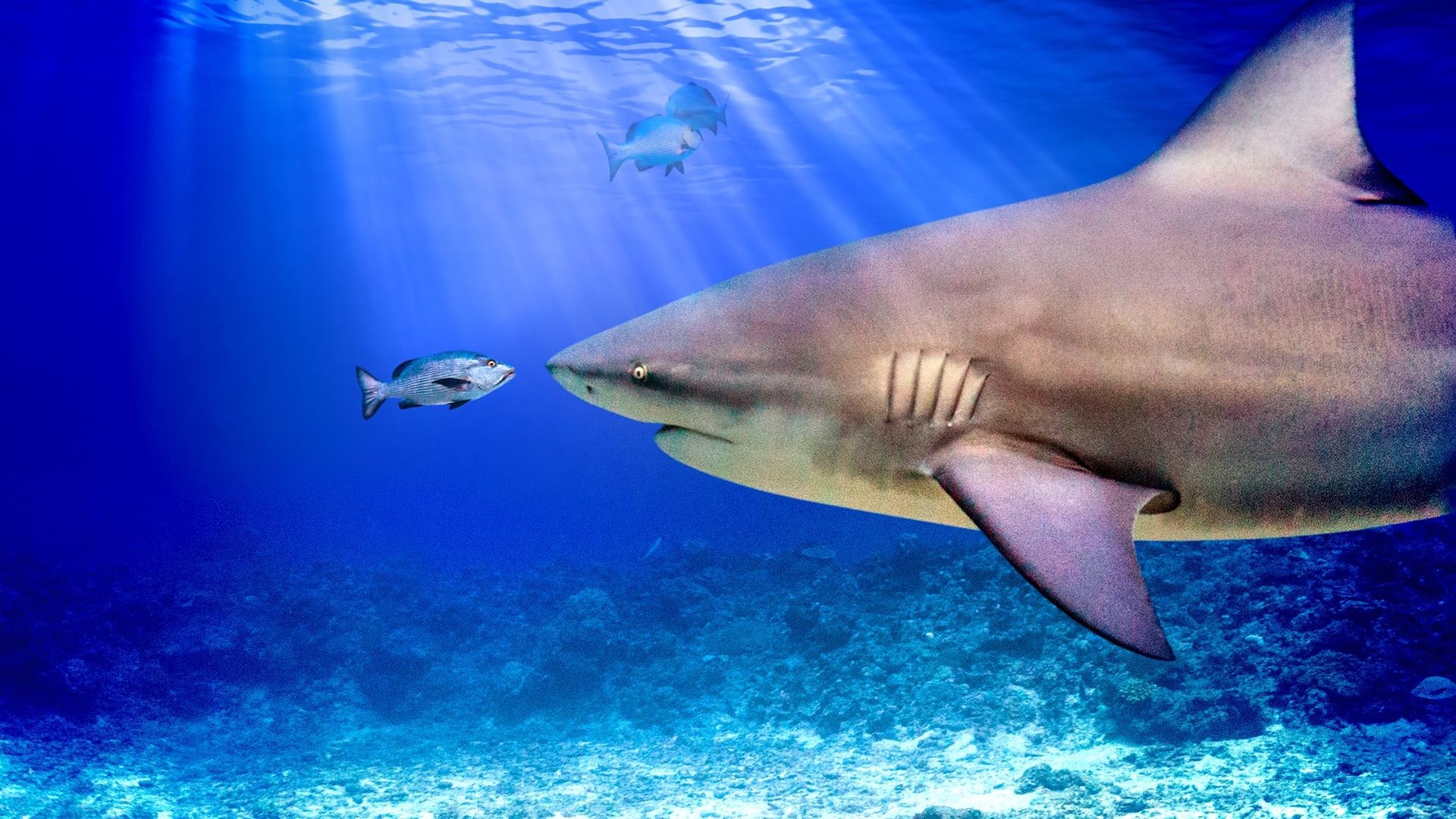 World's Biggest Bull Shark background