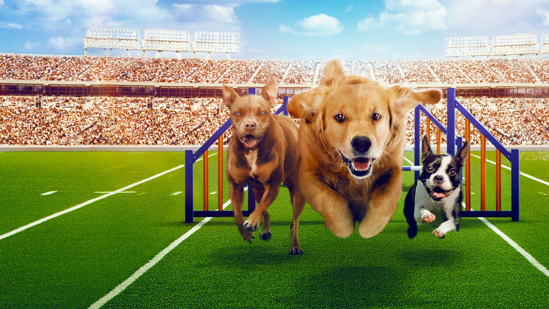 Puppy Bowl Presents: The Dog Games background