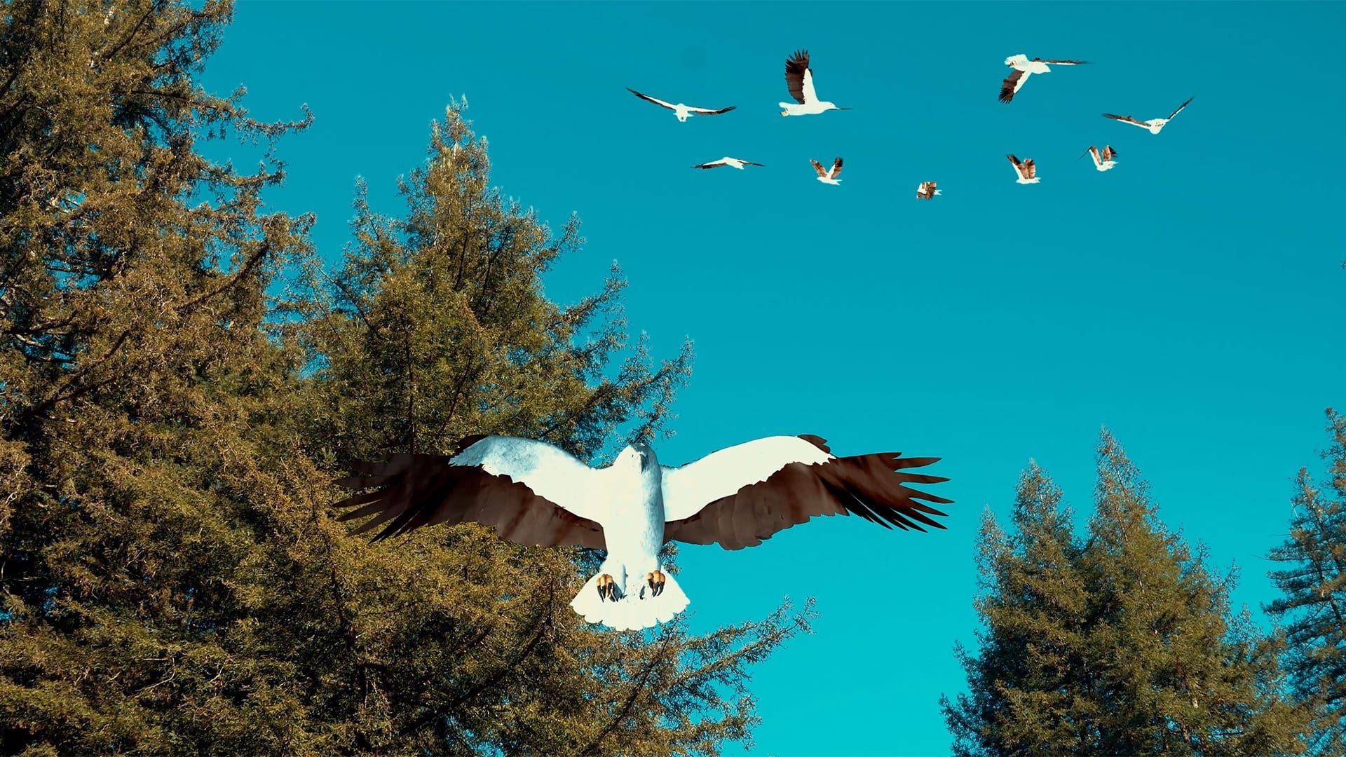 Birdemic 3: Sea Eagle background