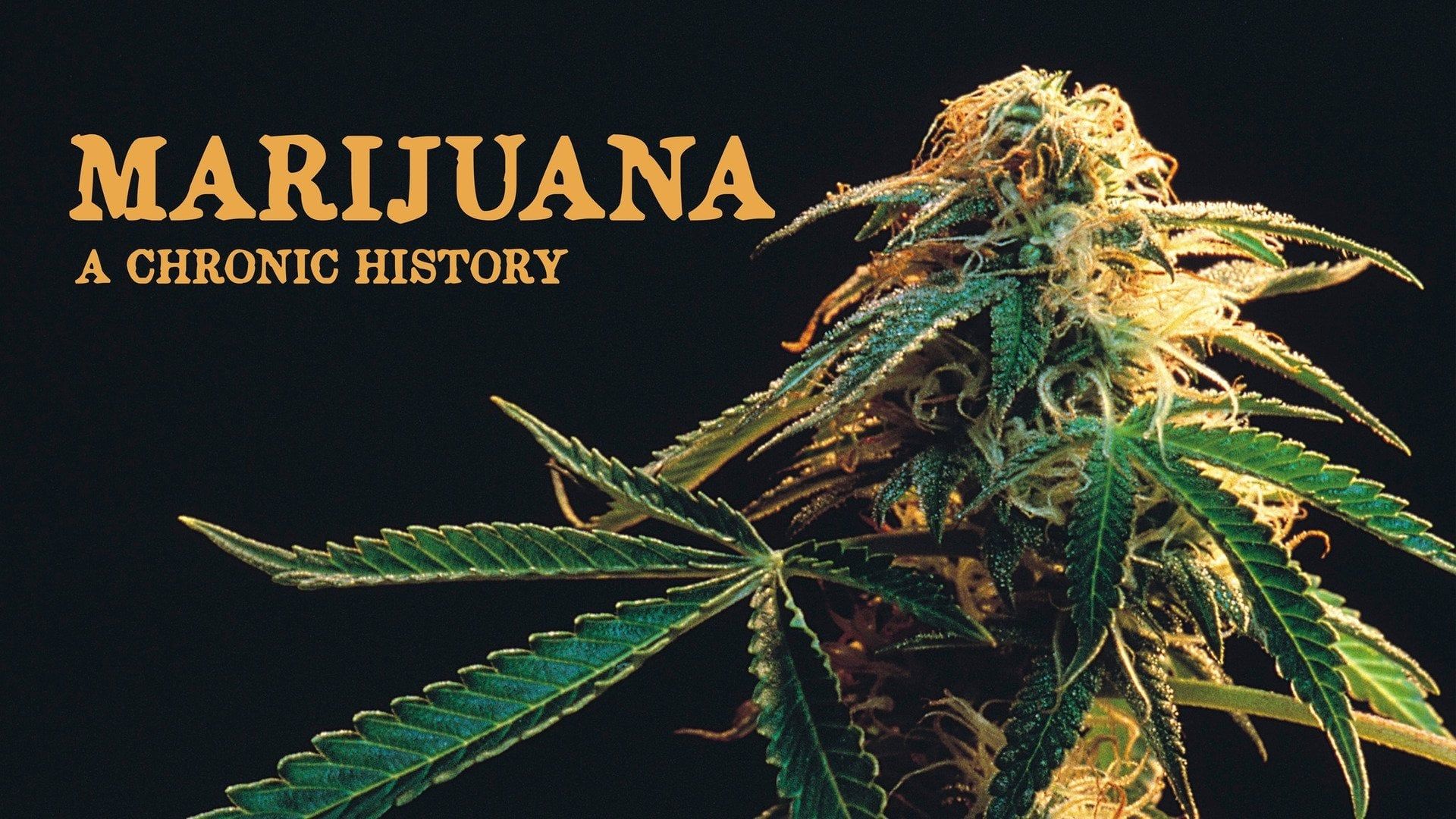 Marijuana: A Chronic History background