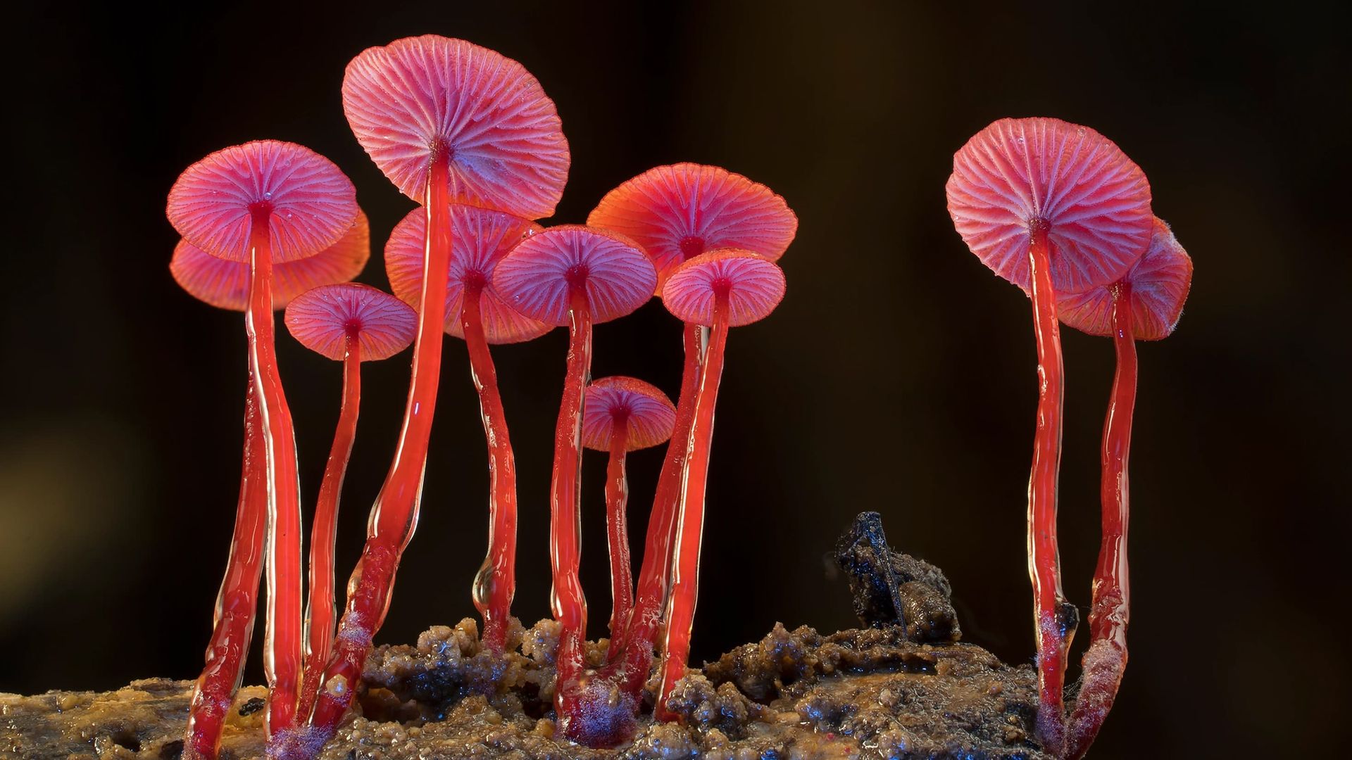 Fungi: The Web of Life background