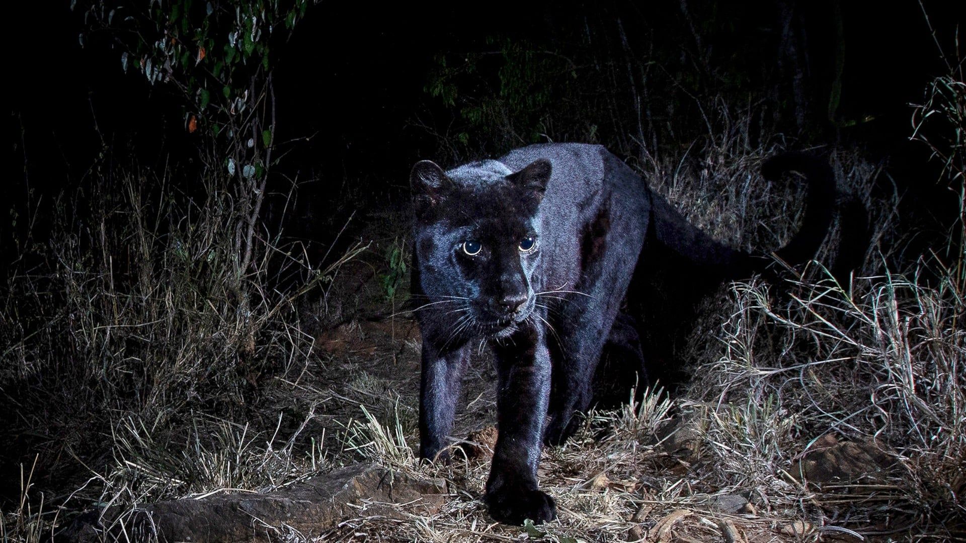 In Search of a Legend - Black Leopard background