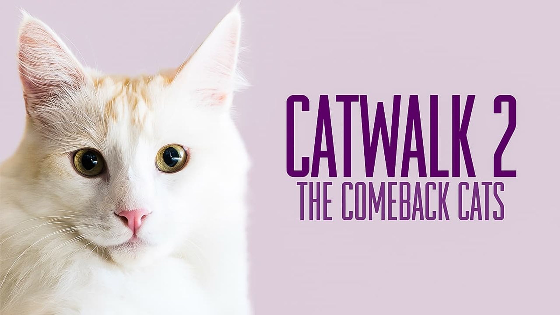 Catwalk 2: The Comeback Cats background