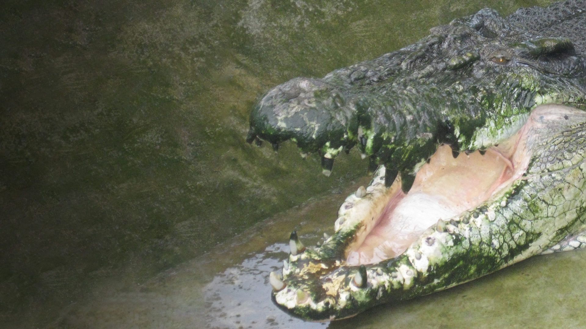 Man-Eating Super Croc background