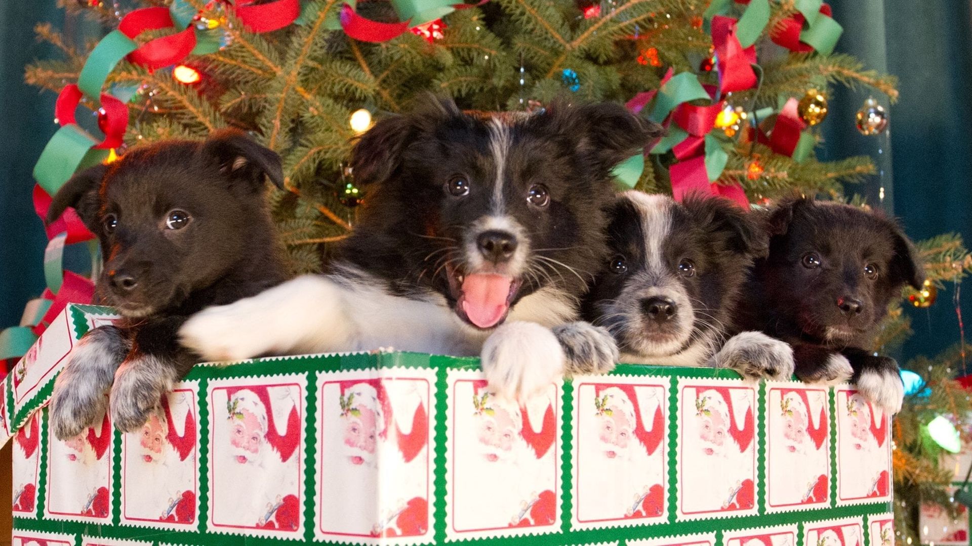 12 Dogs of Christmas: Great Puppy Rescue background