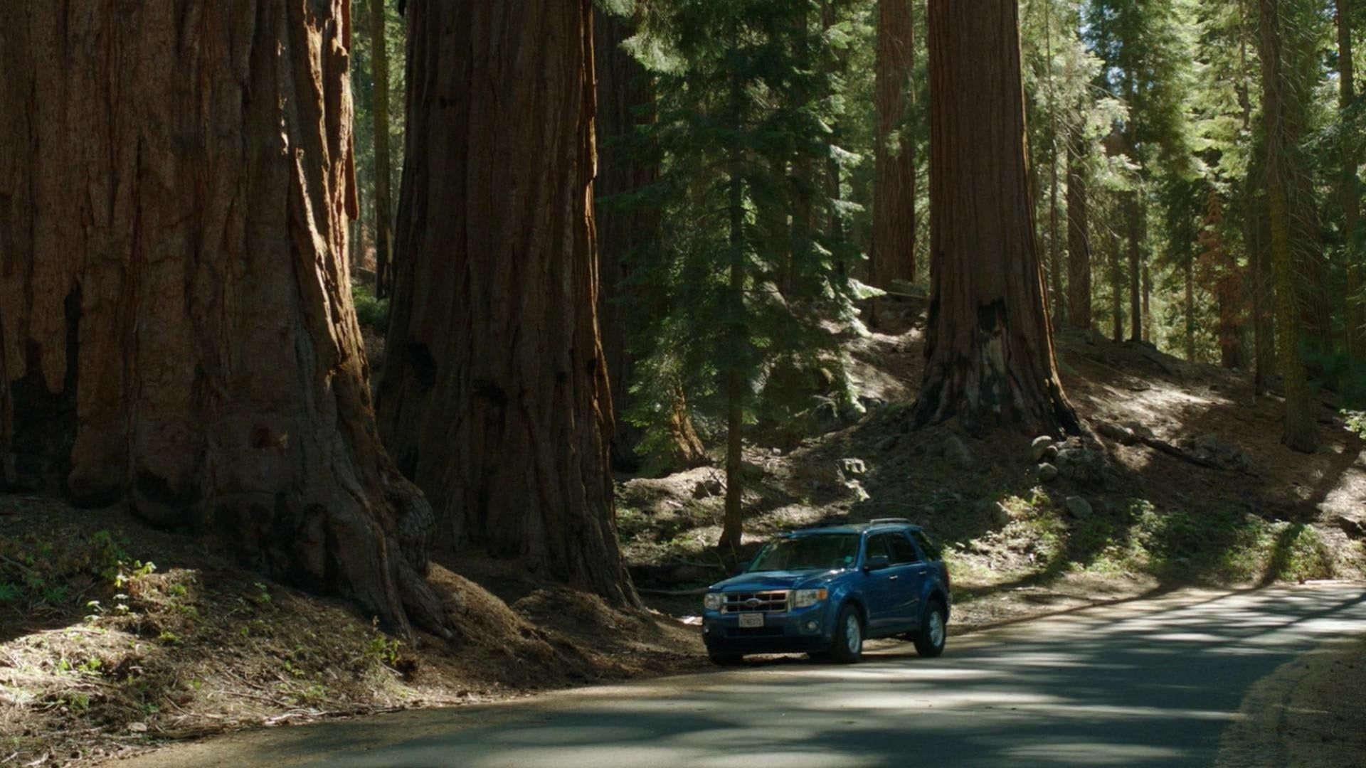Sequoia background