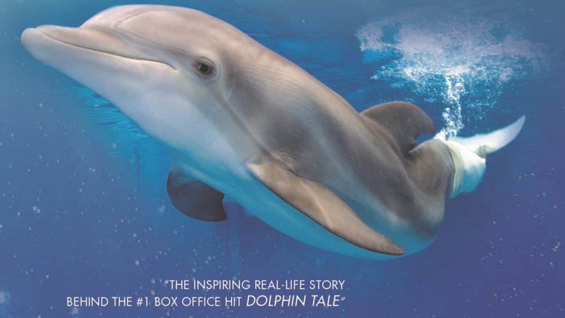 Winter, the Dolphin That Can background