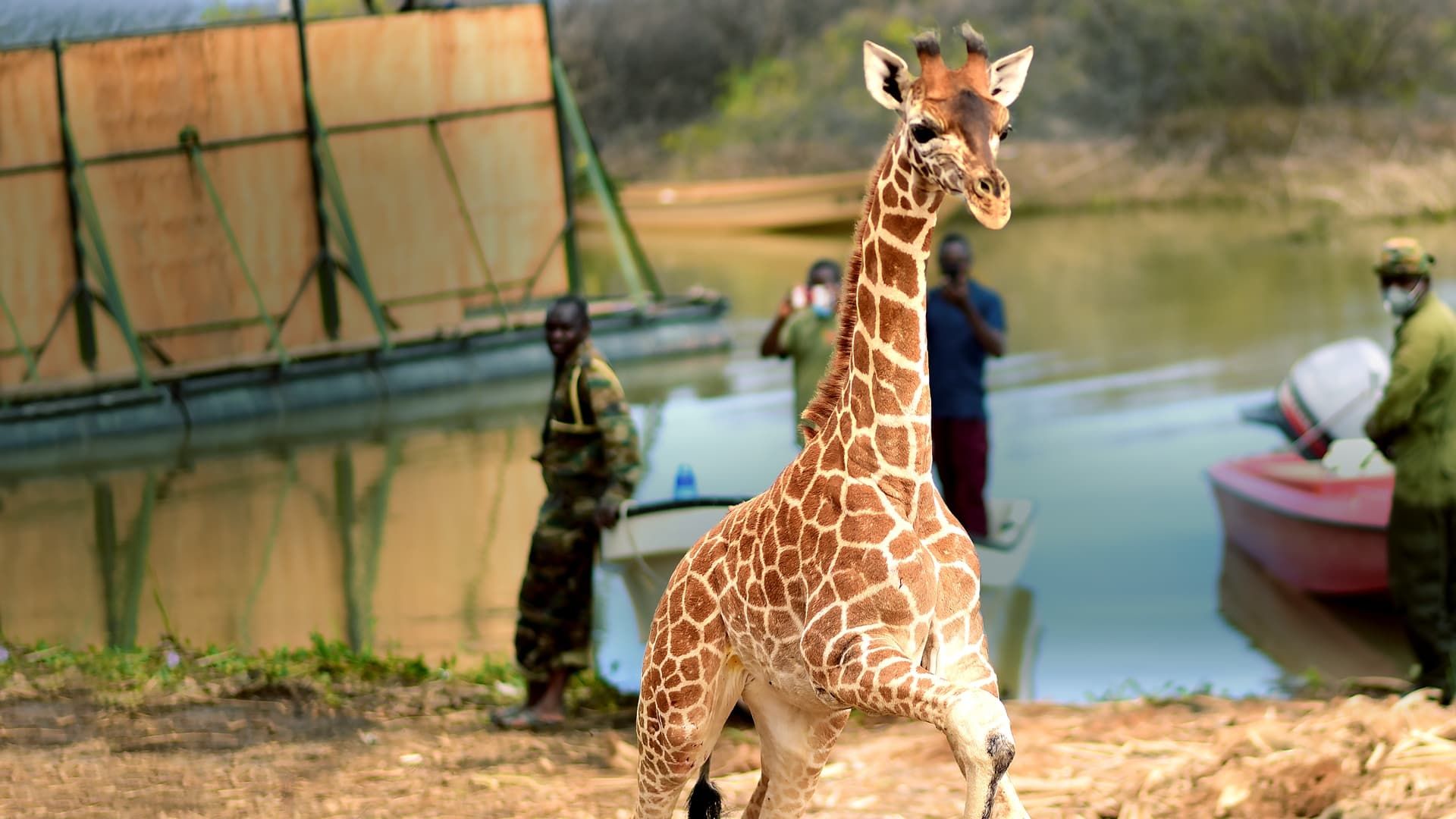Saving Giraffes: The Long Journey Home background