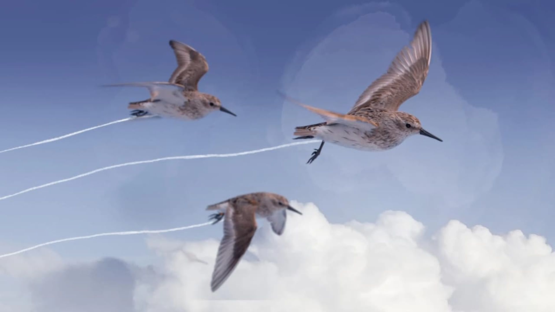 Flyways: the untold journey of migratory shorebirds background
