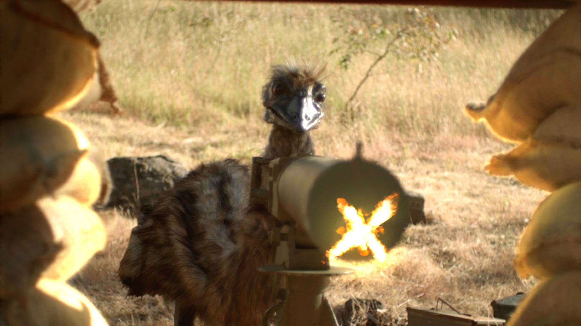 The Emu War background
