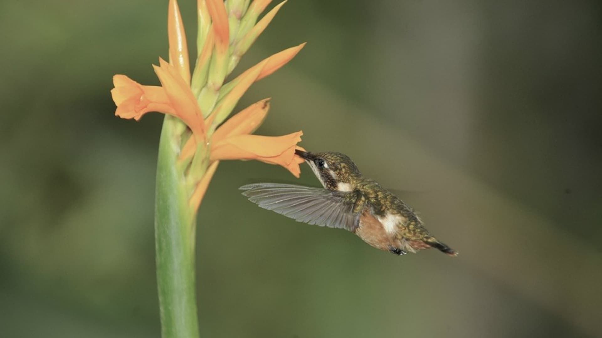 Hummingbirds: Jewelled Messengers background