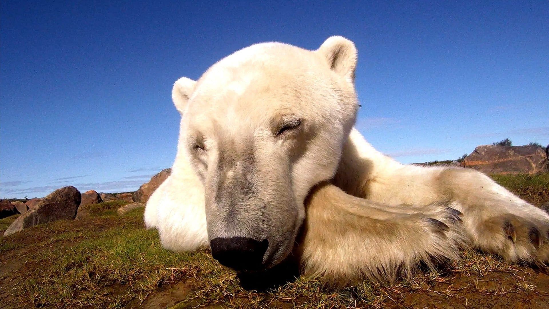 Polar Bears: Ice Bear background