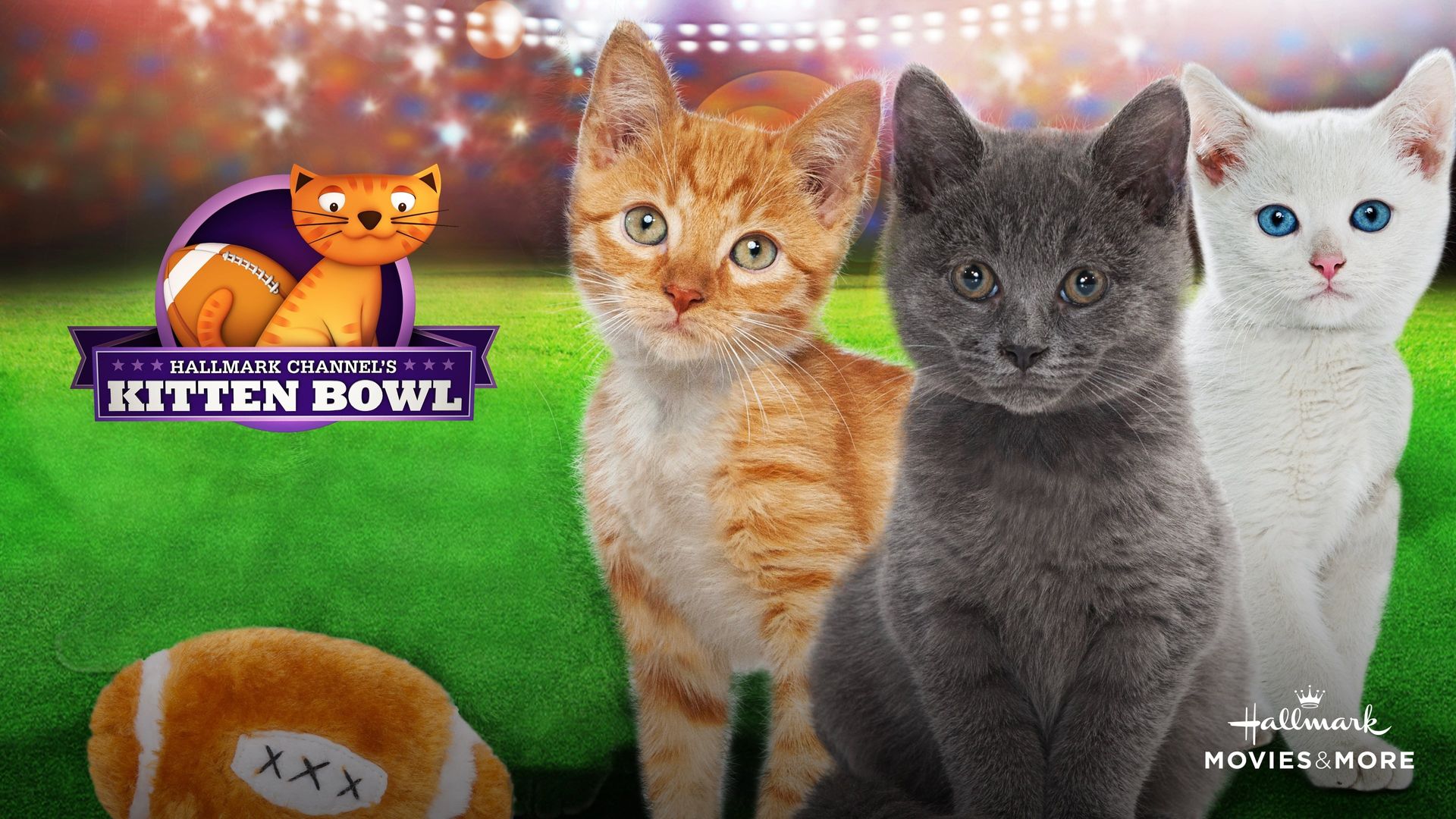 Kitten Bowl background