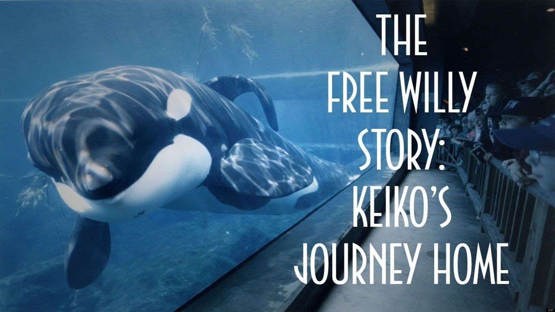 The Free Willy Story - Keiko's Journey Home background