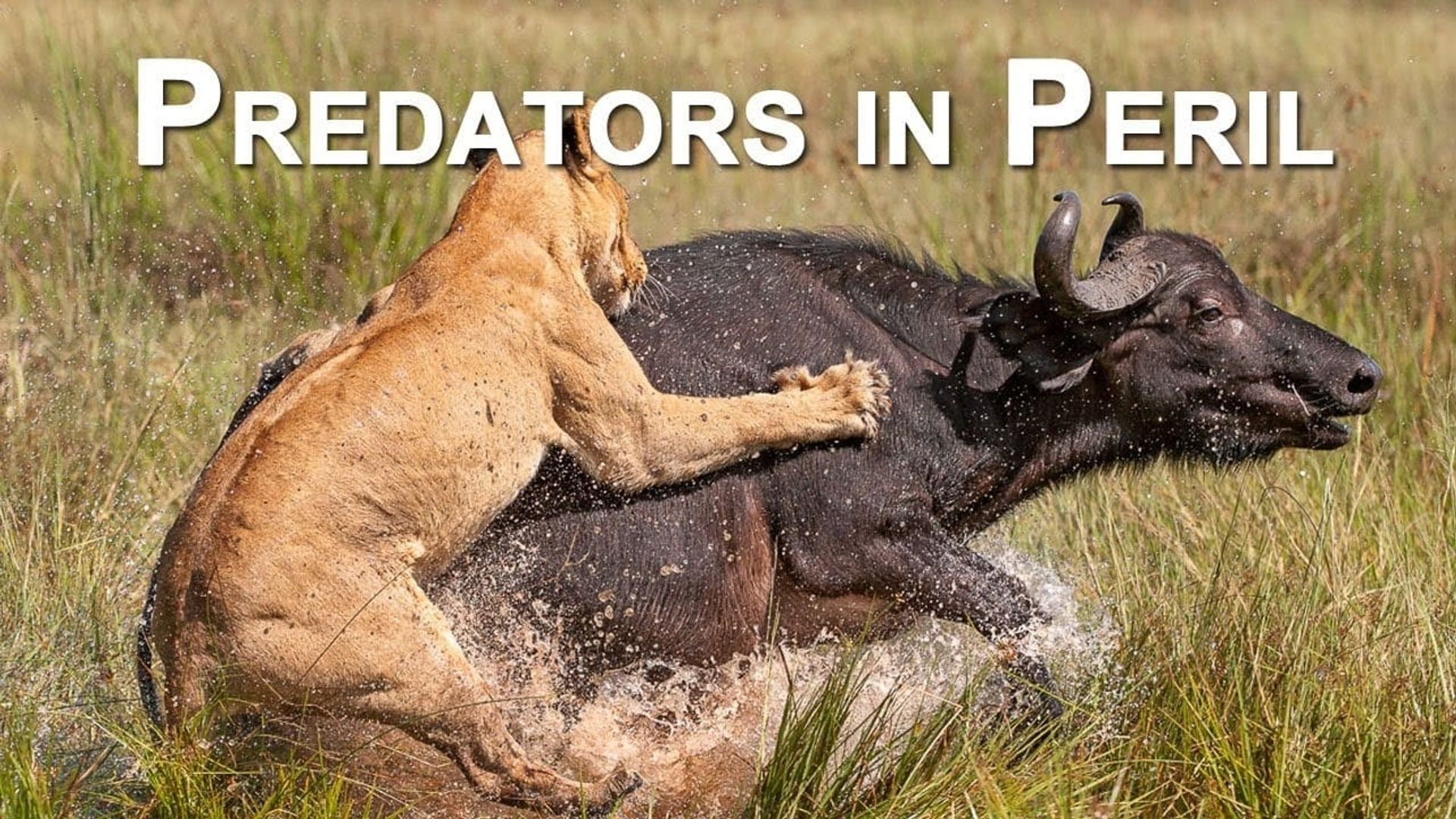 Predators in Peril background