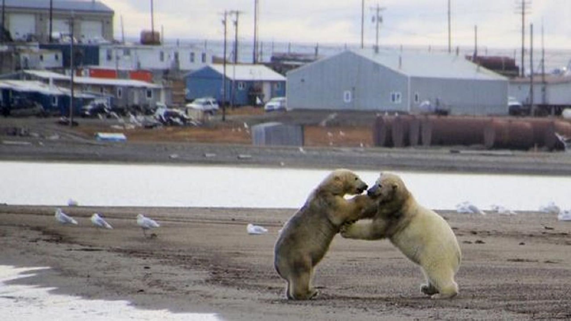 The Great Polar Bear Feast background