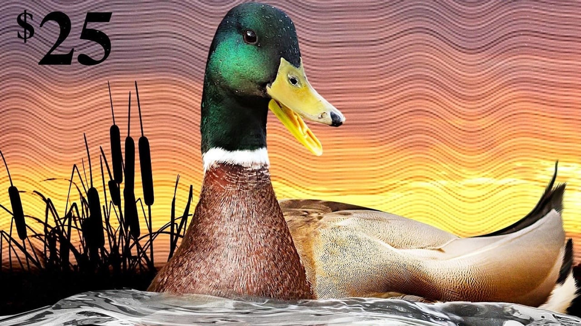 The Million Dollar Duck background
