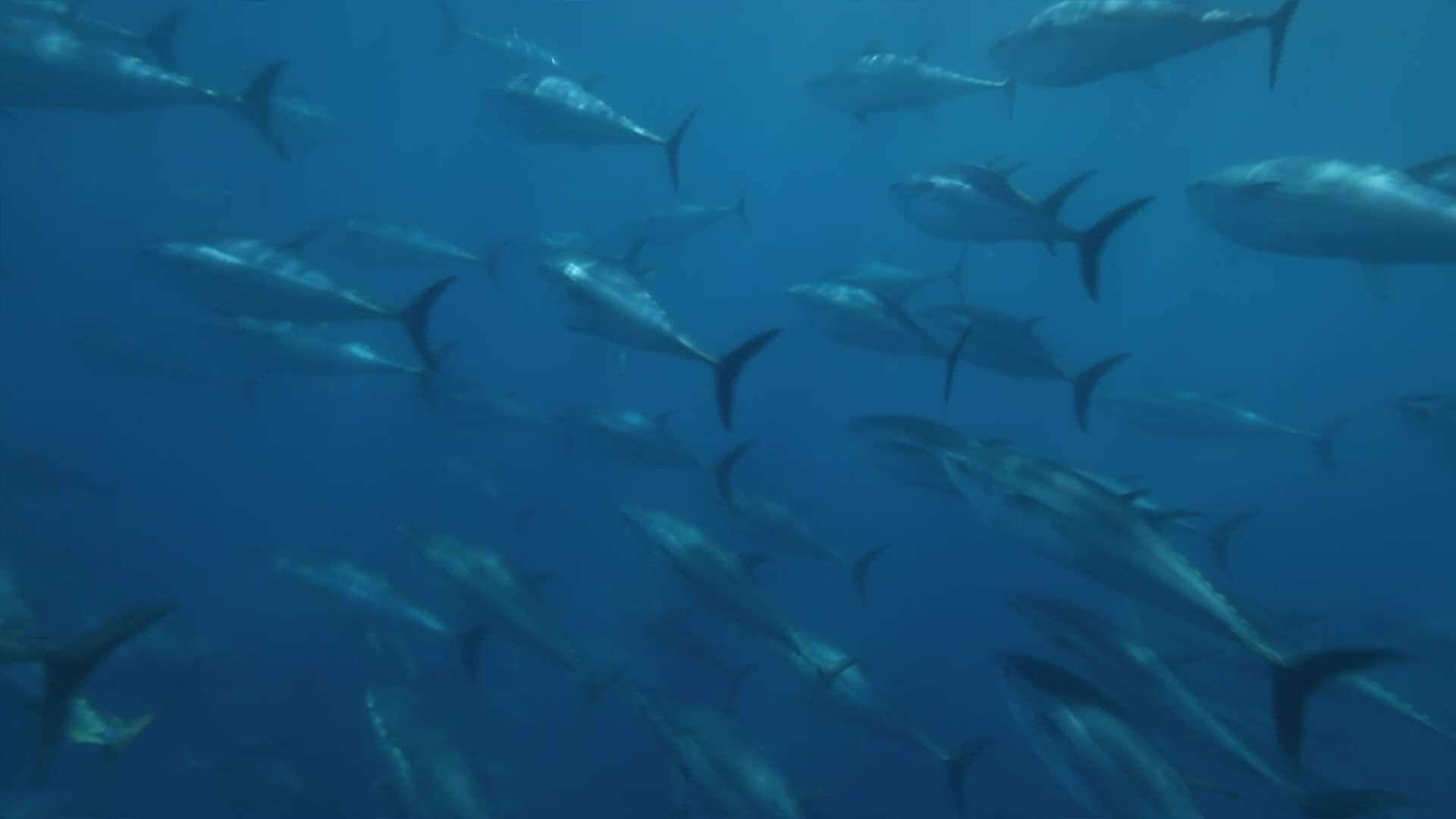 Superfish Bluefin Tuna background