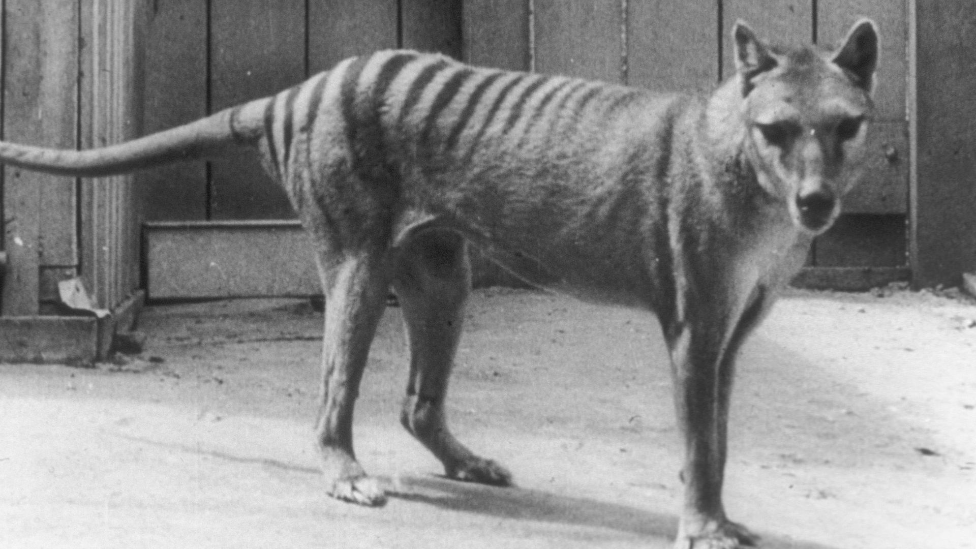 Extinct or Alive: Tasmanian Tiger background