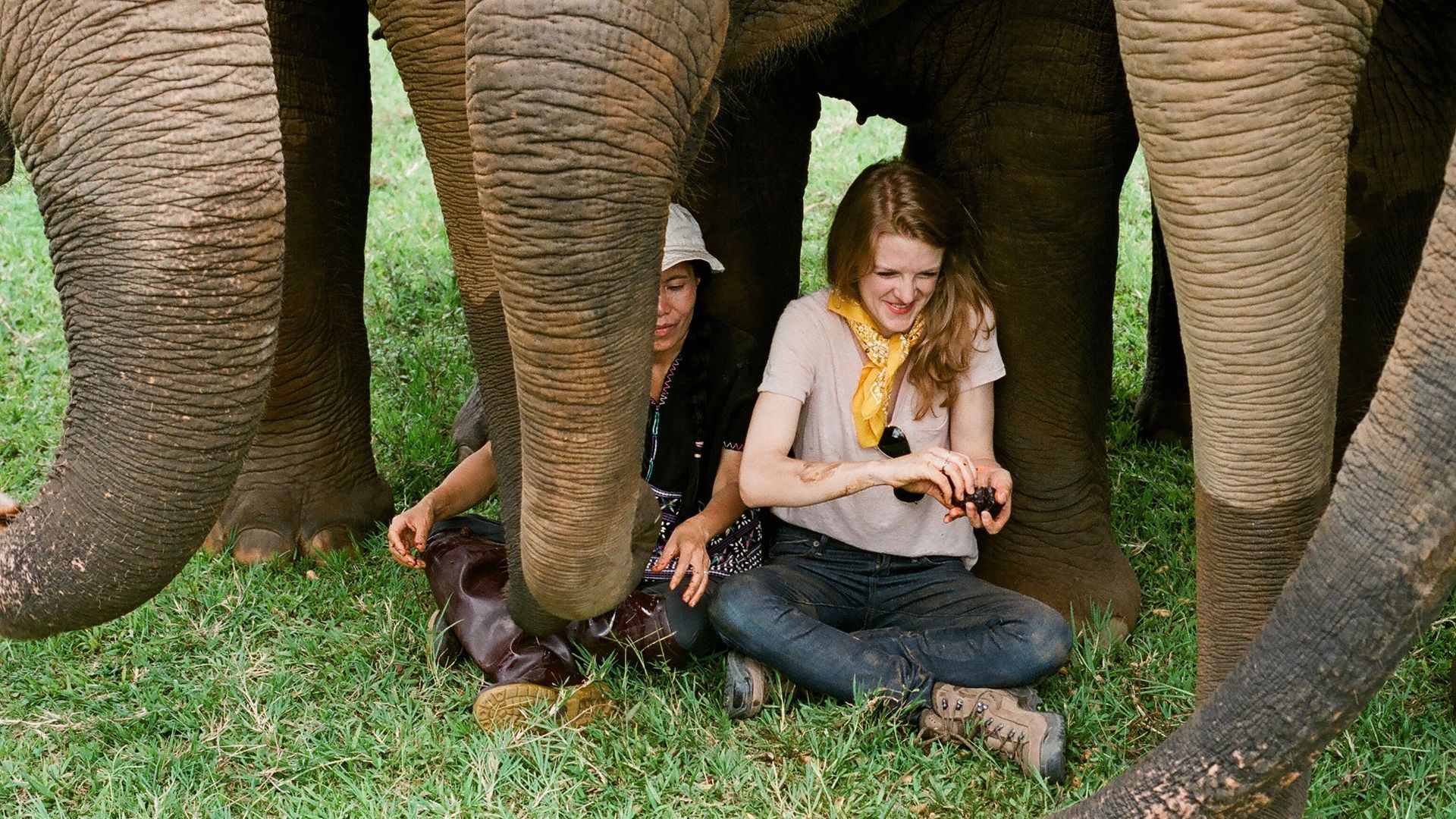 Love & Bananas: An Elephant Story background
