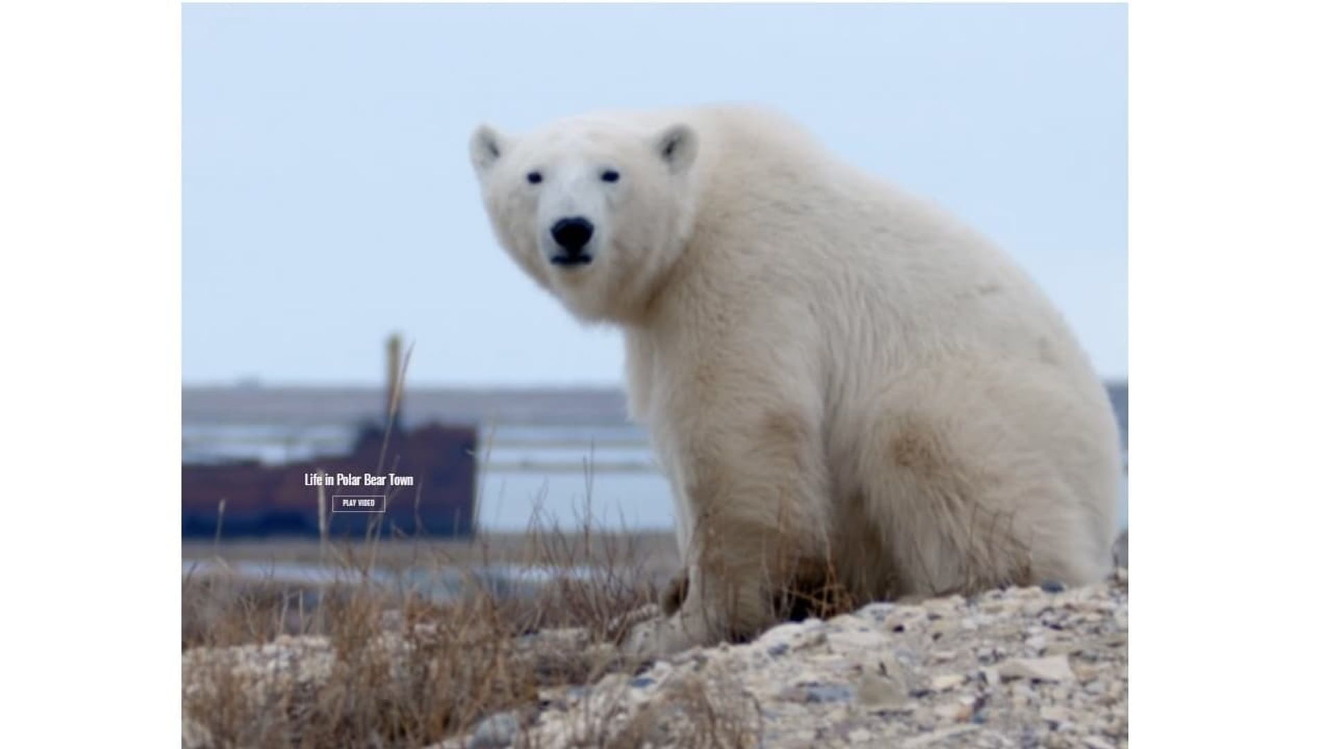 Life in Polar Bear Town with Gordon Buchanan background