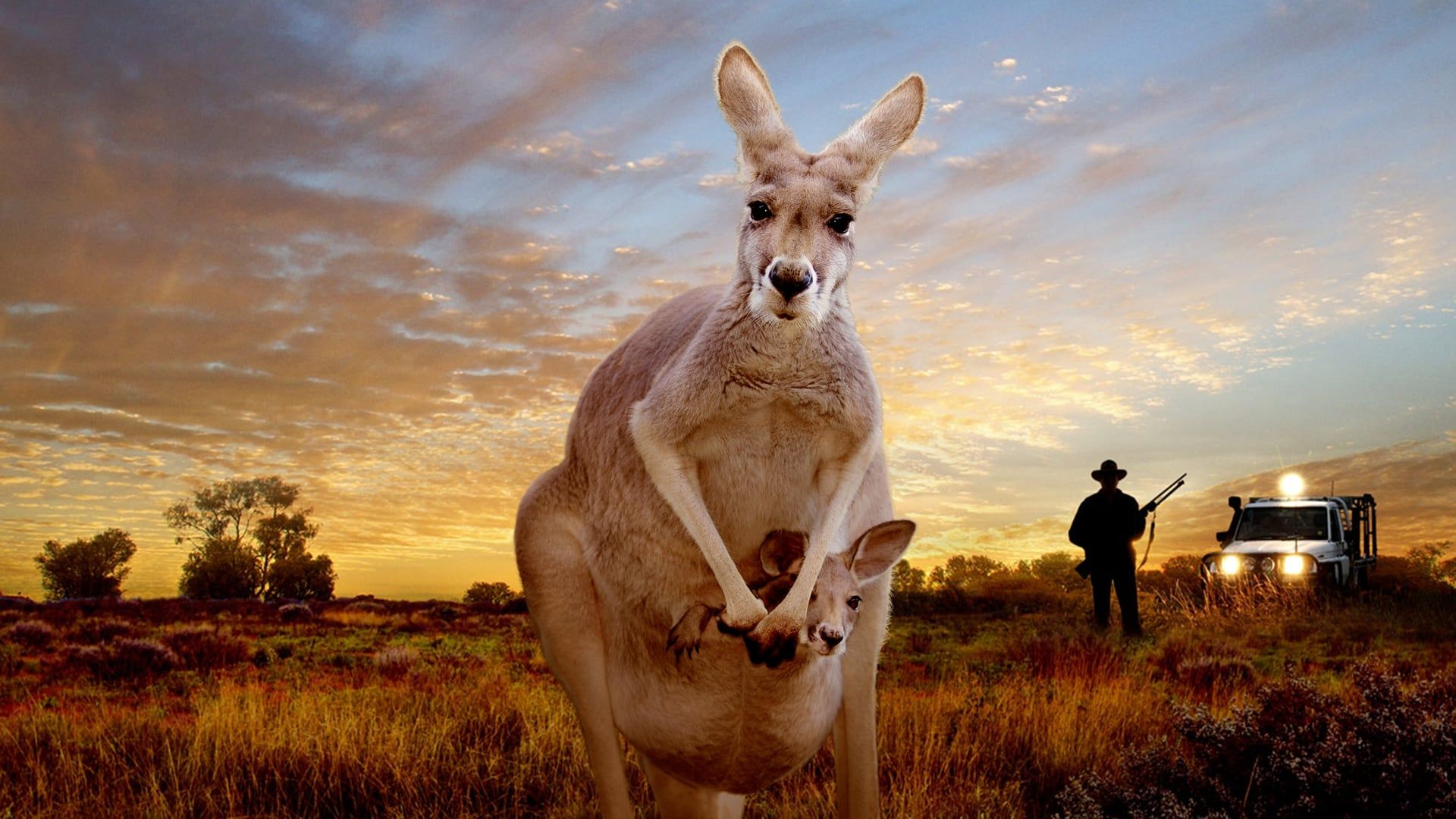 Kangaroo background