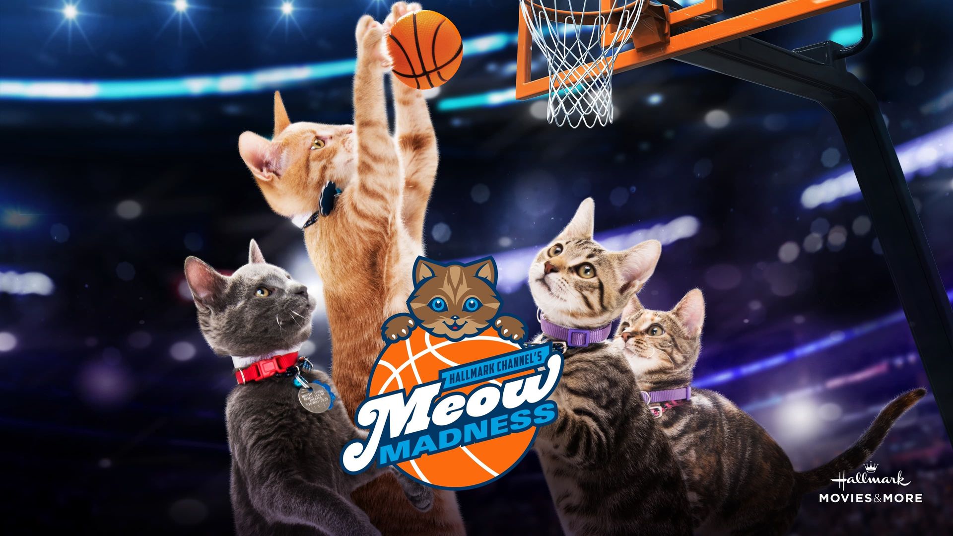 Meow Madness background