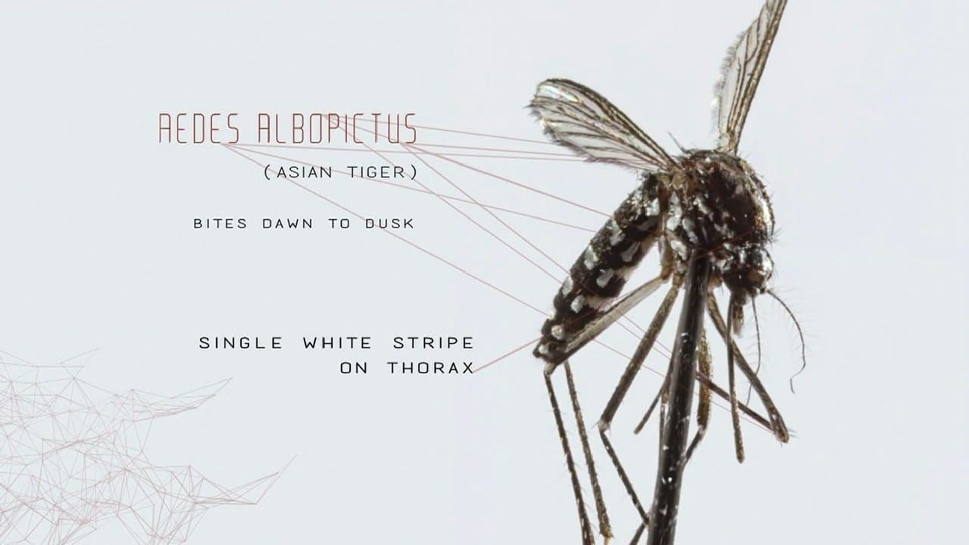 Mosquito background