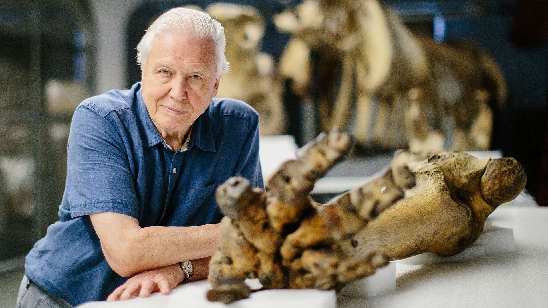 Attenborough and the Giant Elephant background