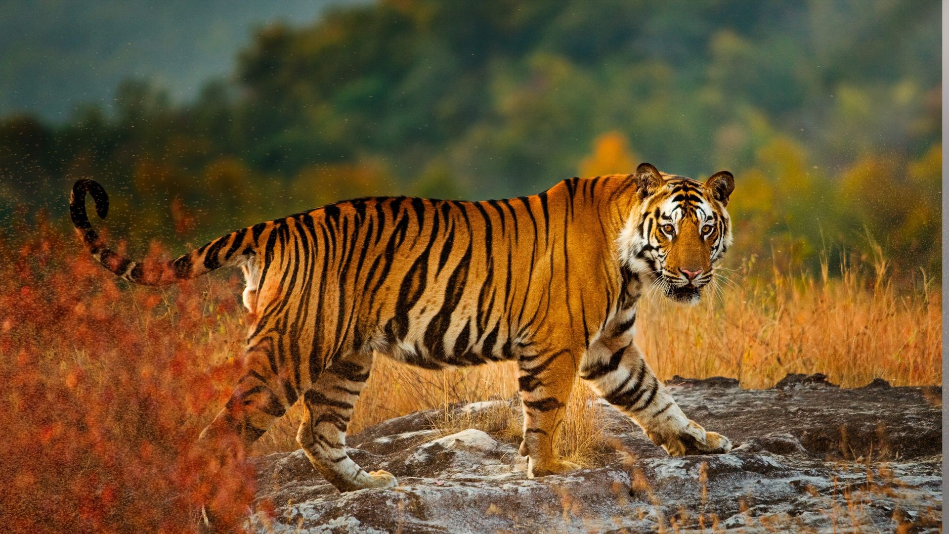 Tigerland background