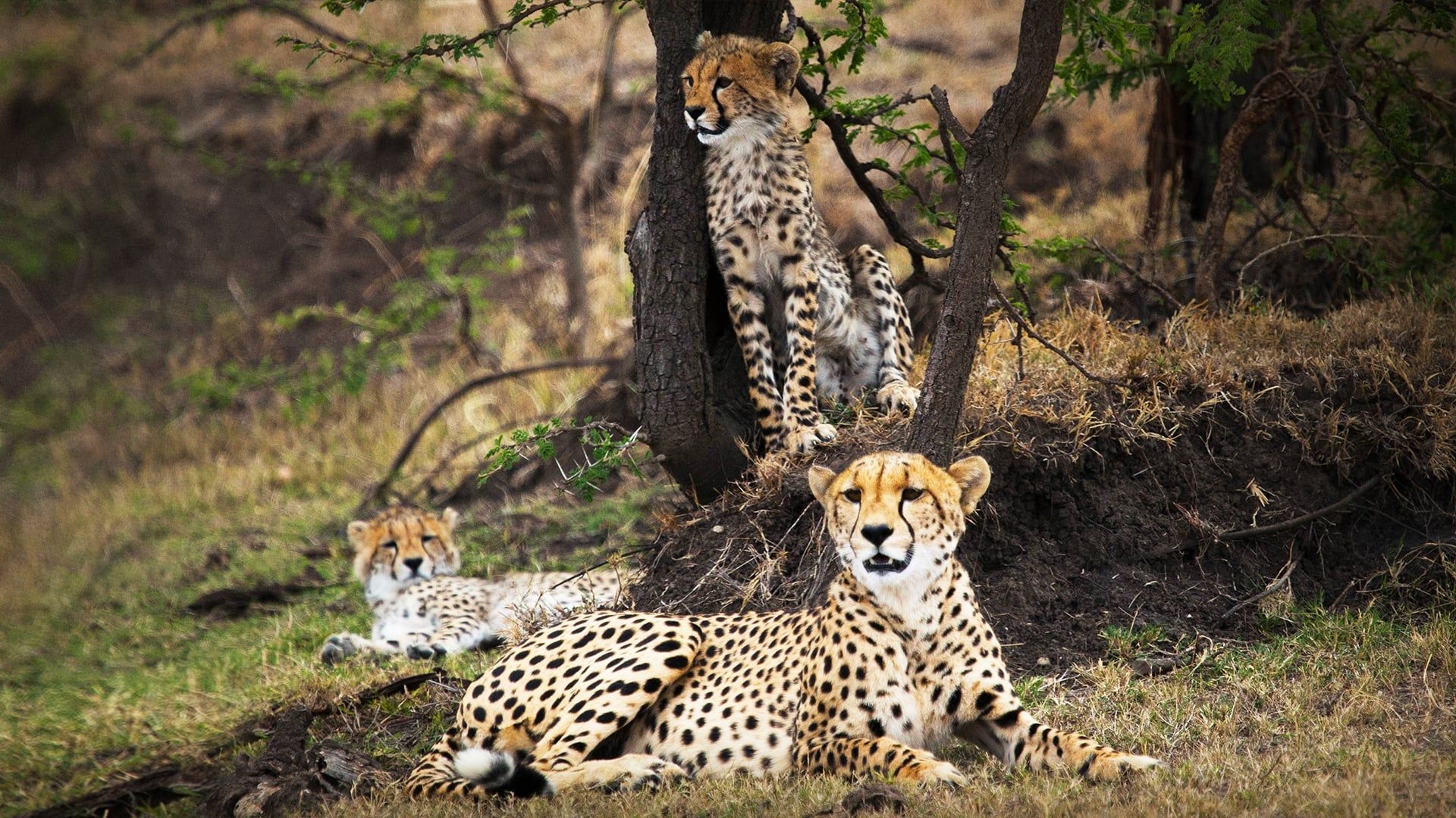 Man Among Cheetahs background