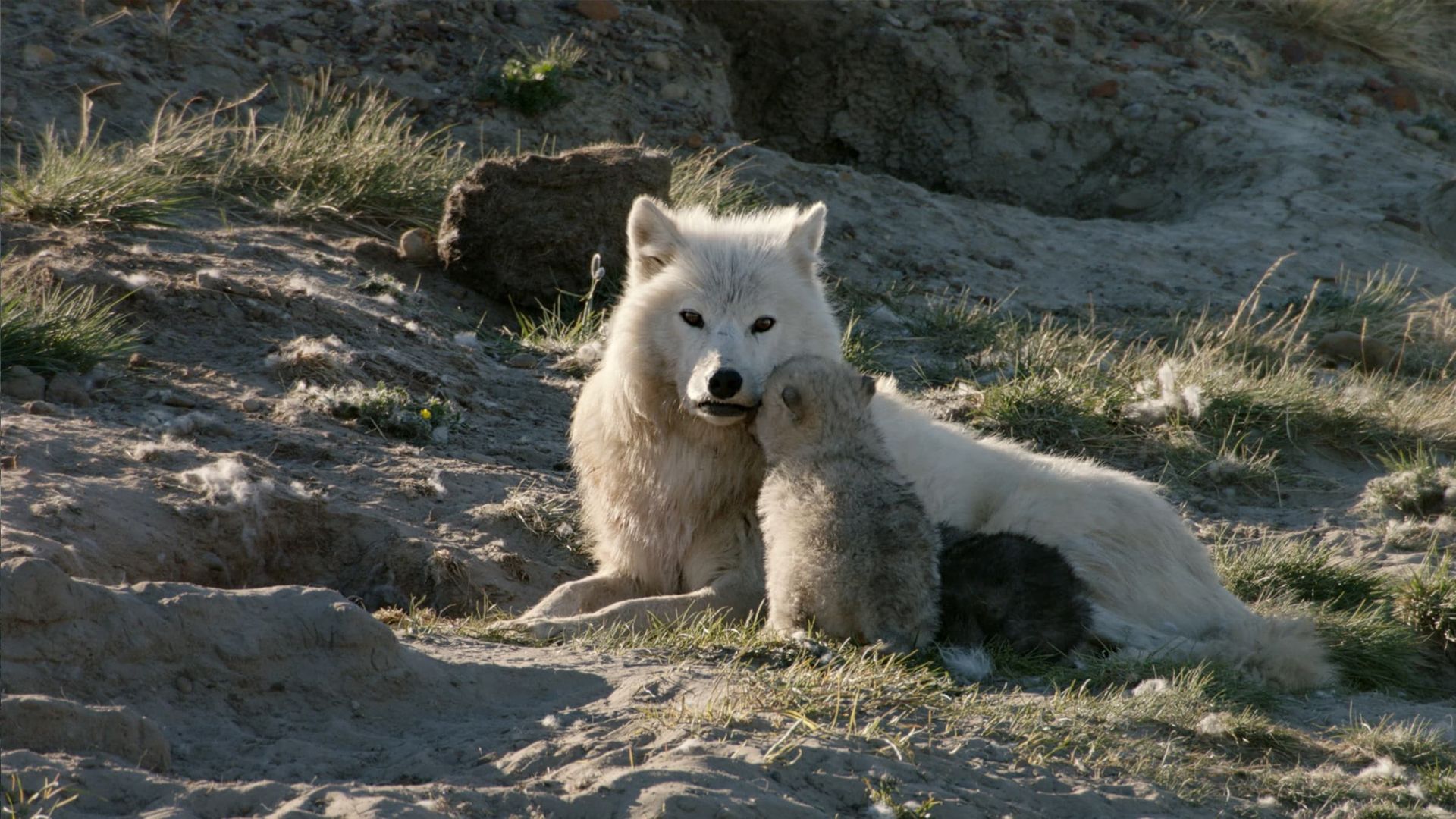 White Wolves: Ghosts of the Arctic background
