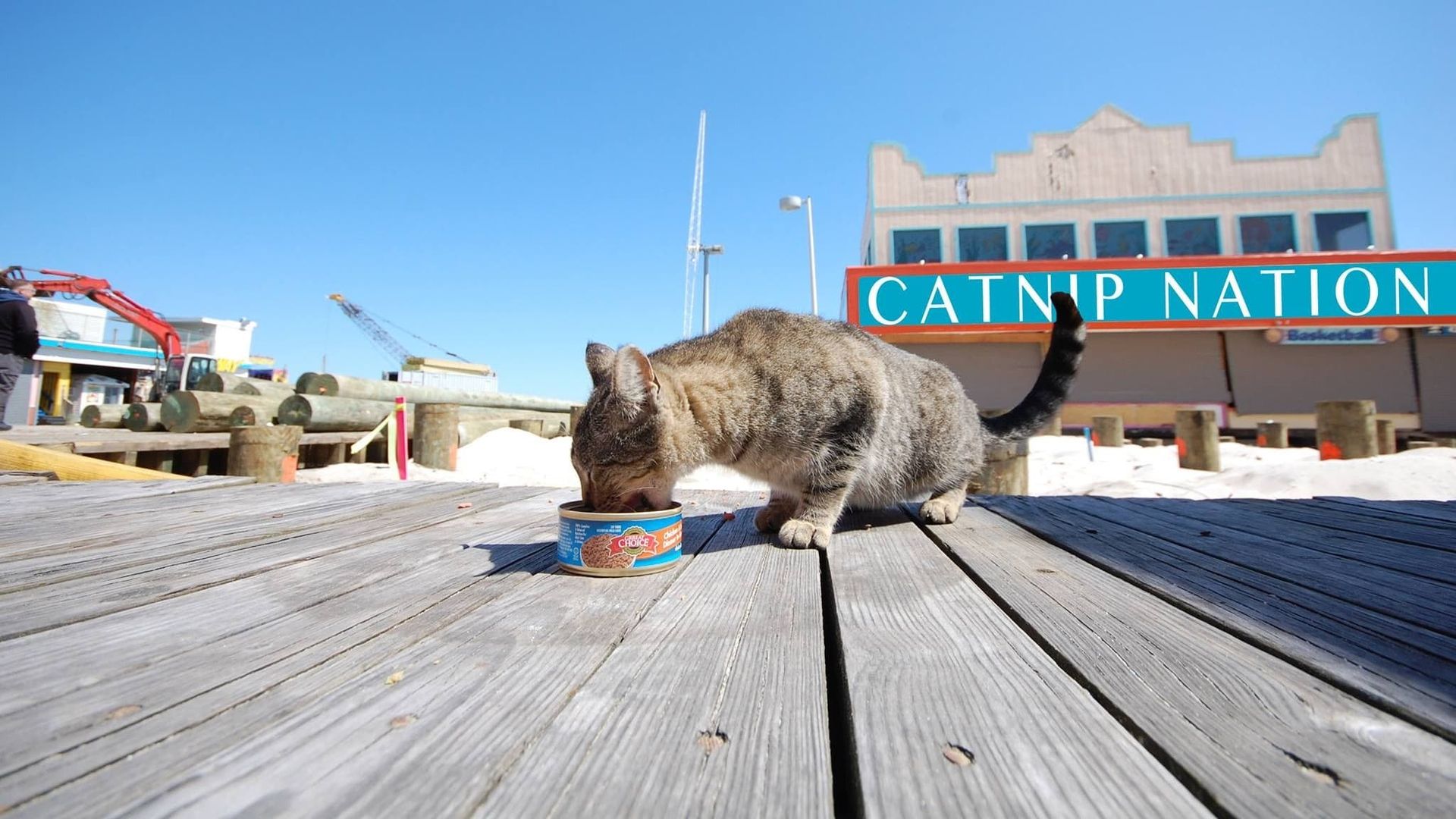 Catnip Nation background