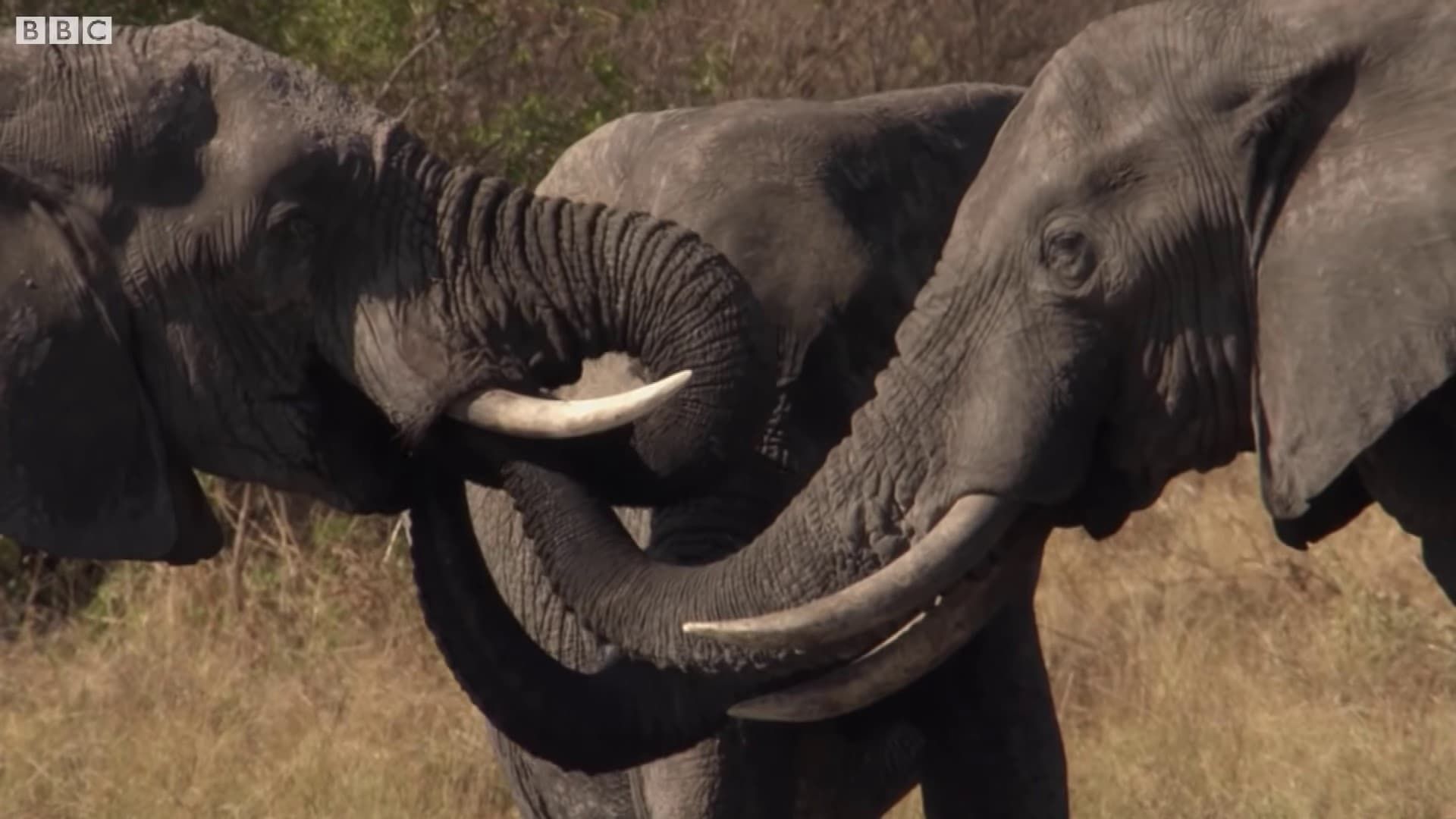 Botswana: Trouble in the Elephant Sanctuary background