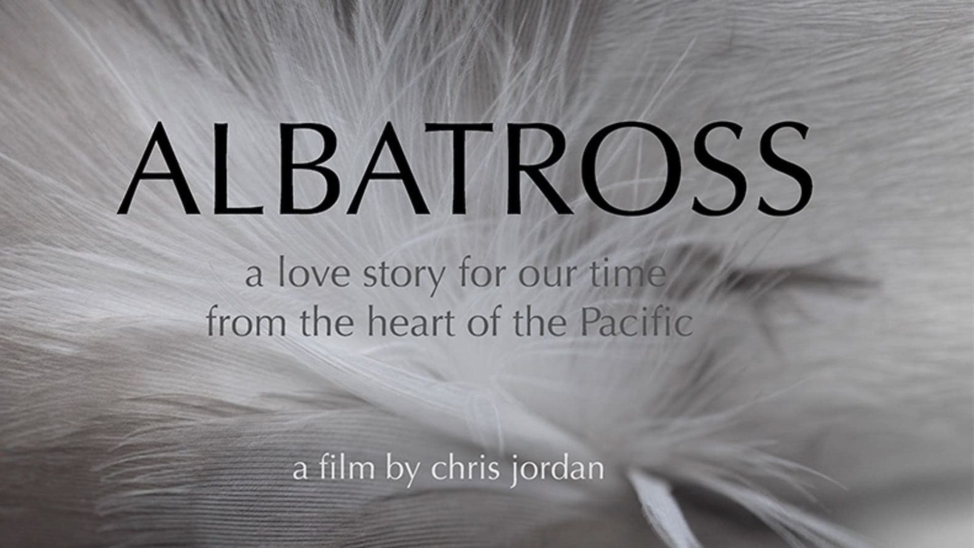 Albatross background