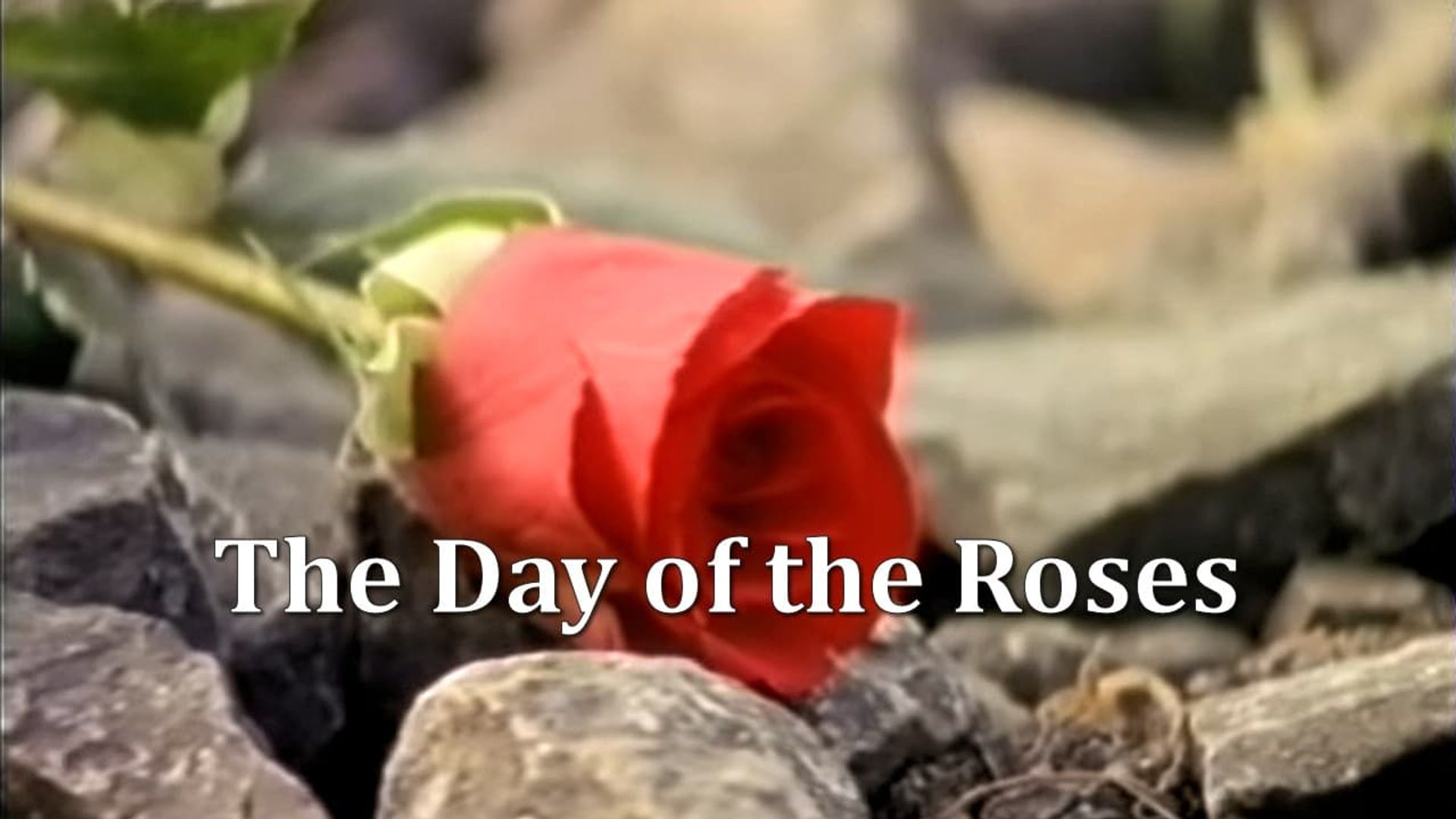 The Day of the Roses background