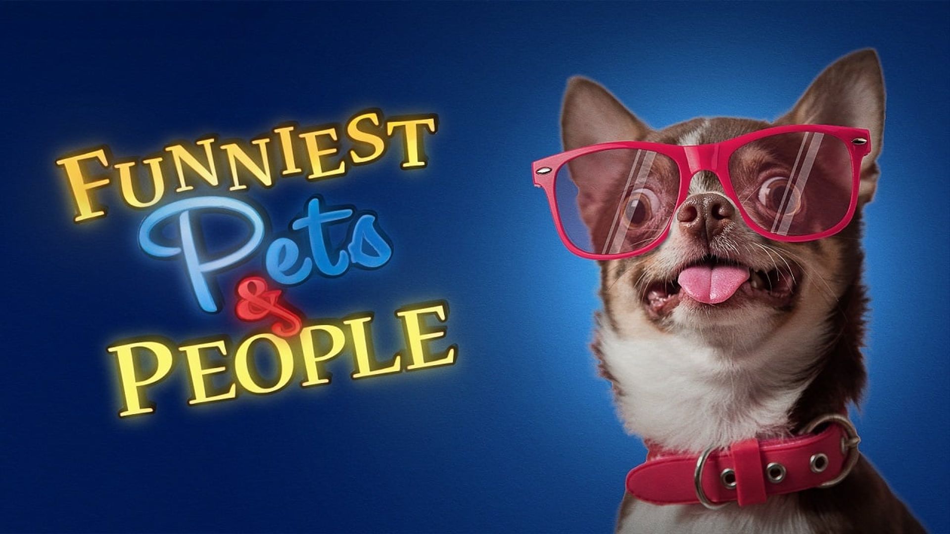 Funniest Pets & People background