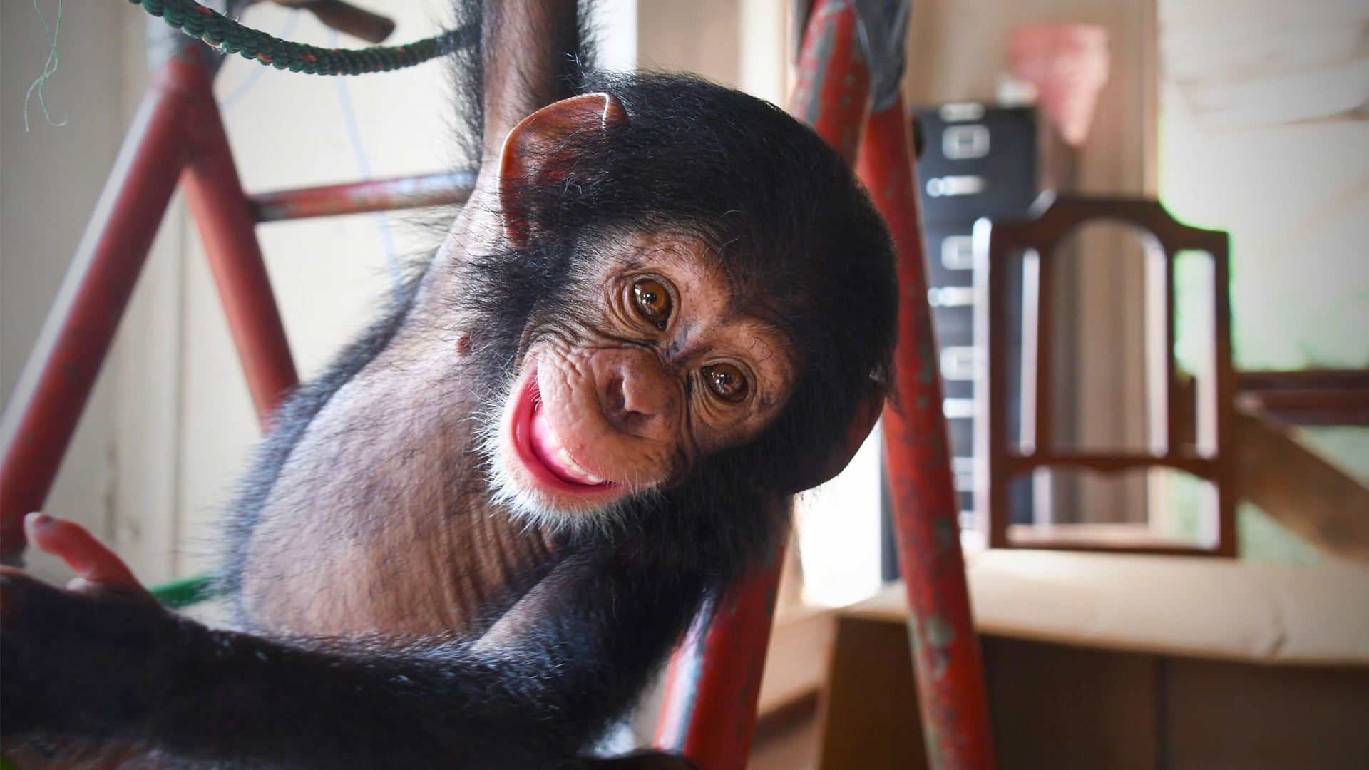 Baby Chimp Rescue background