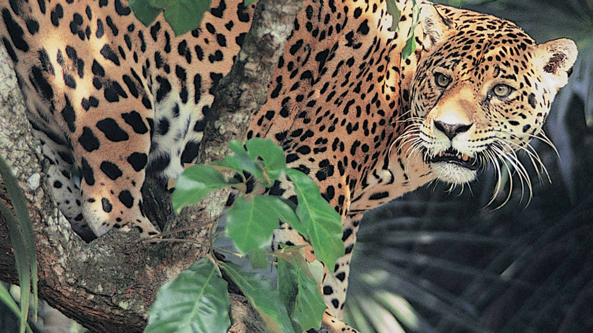 Jaguar Adventure with Nigel Marven background