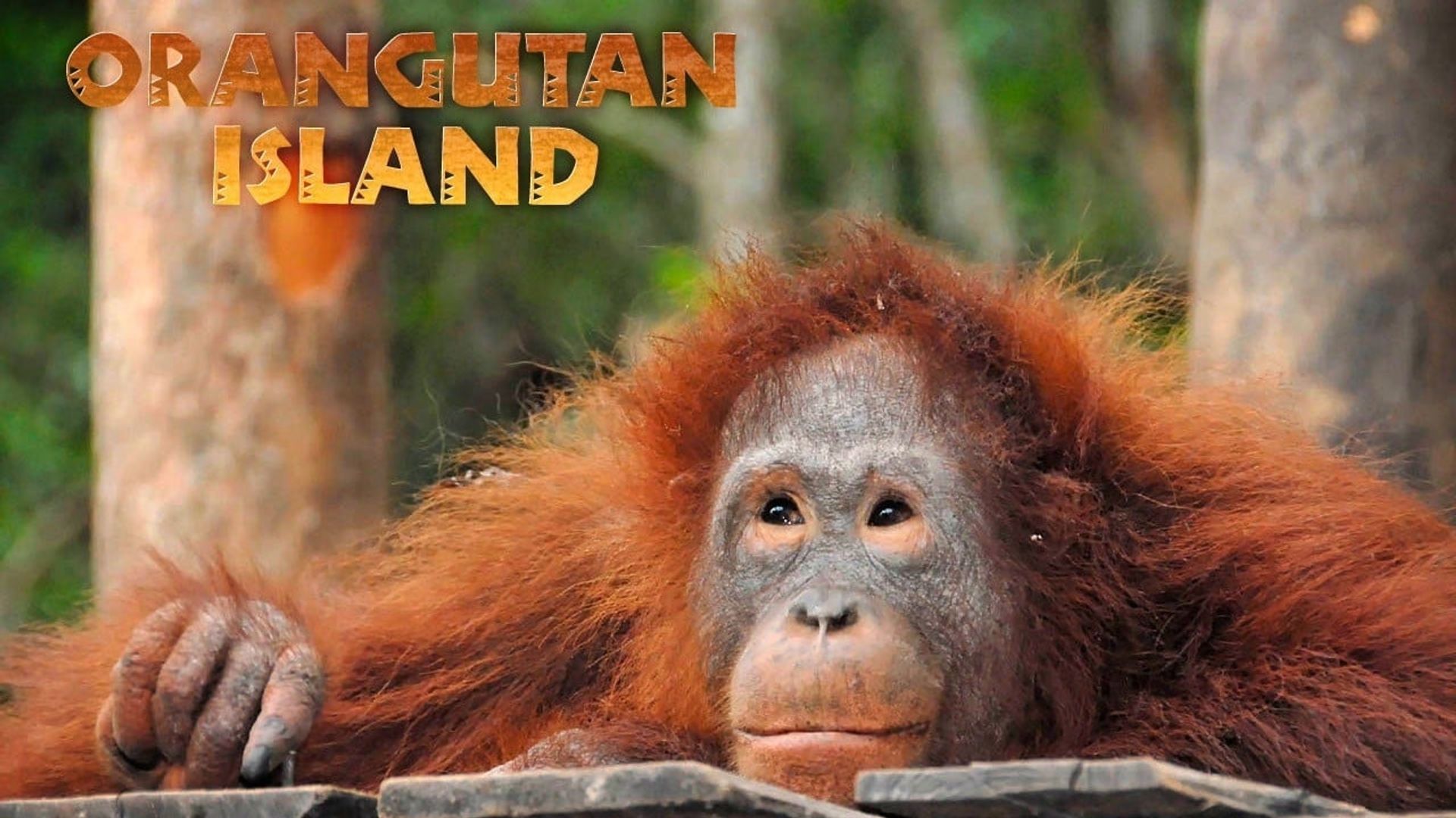Orangutan Island background