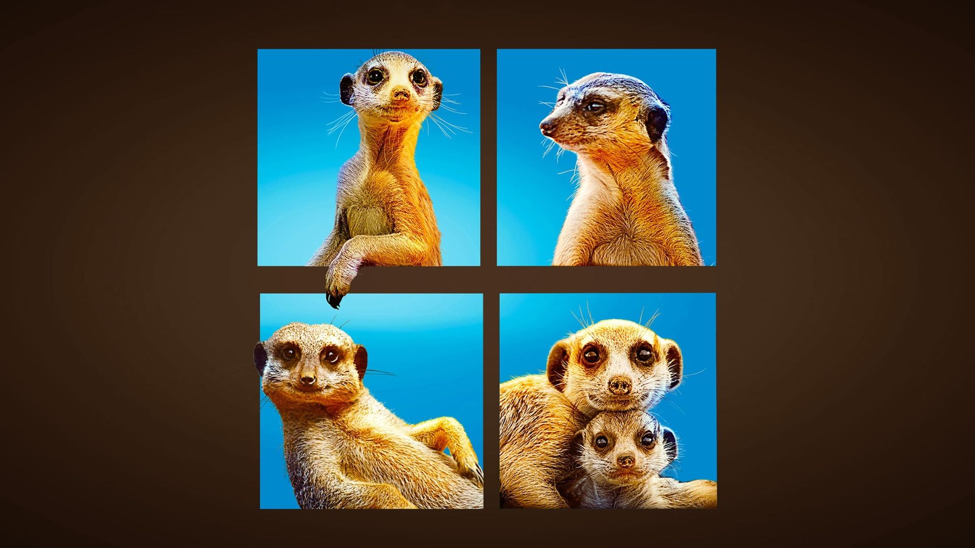 Meet the Meerkats background