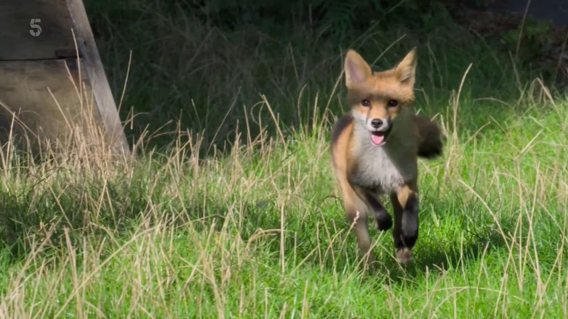Foxes: Their Secret World background