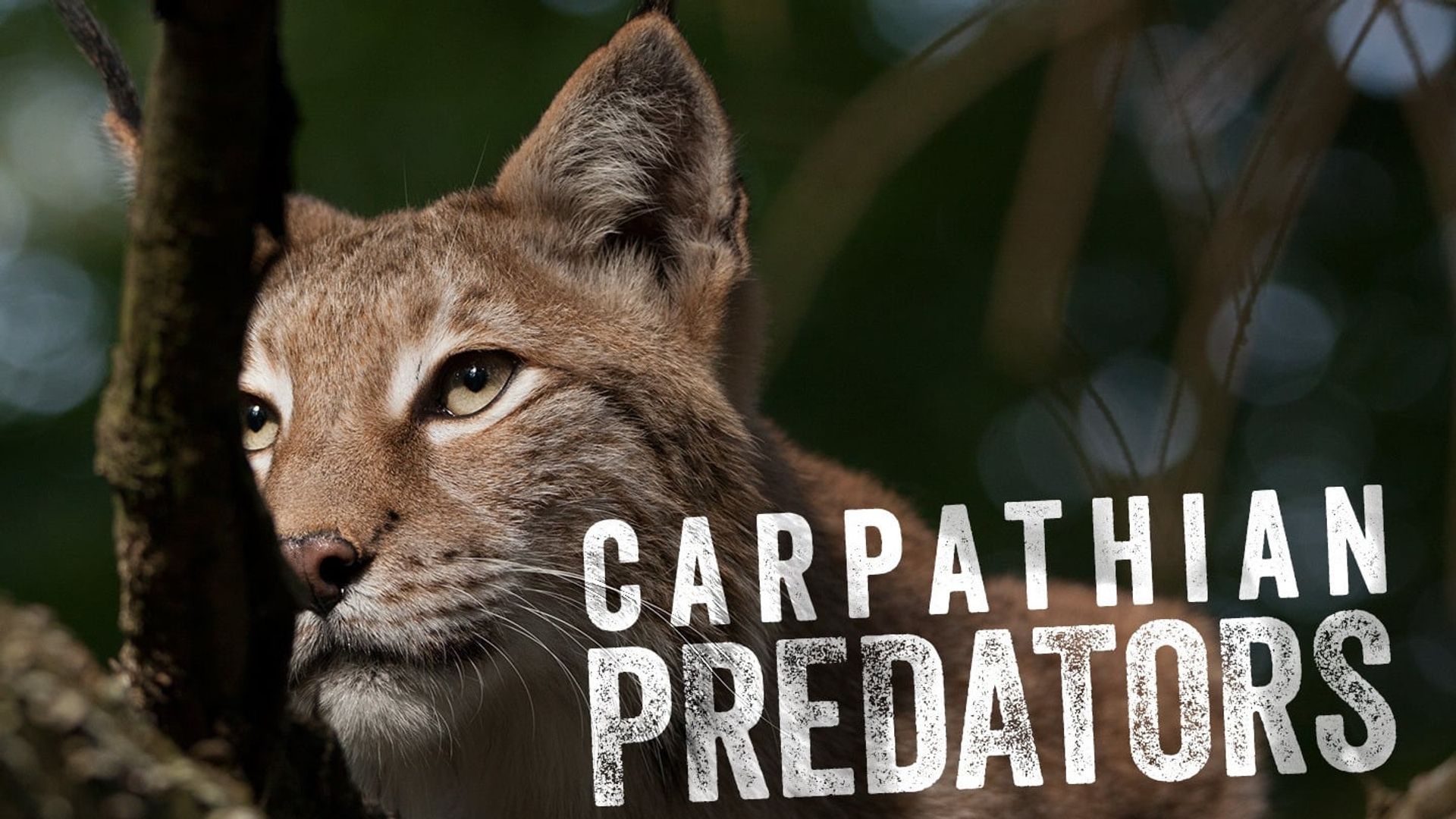 Carpathian Predators background