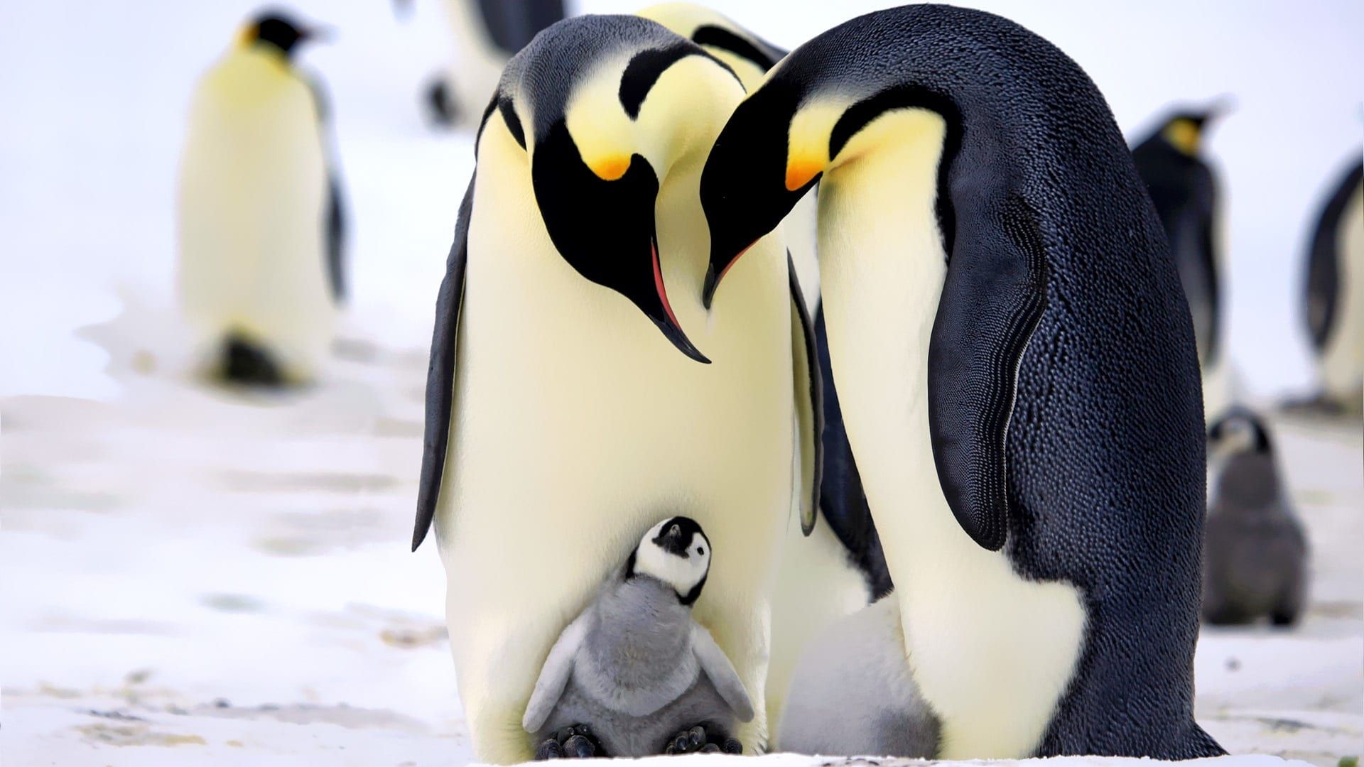 Penguins: Spy in the Huddle background