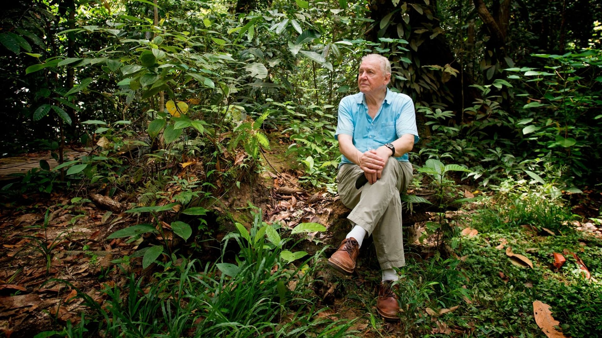 Attenborough: 60 Years in the Wild background
