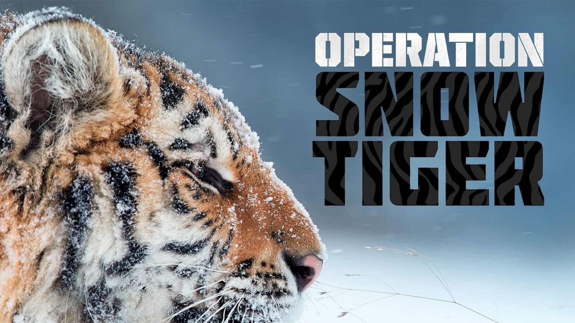 Operation Snow Tiger background