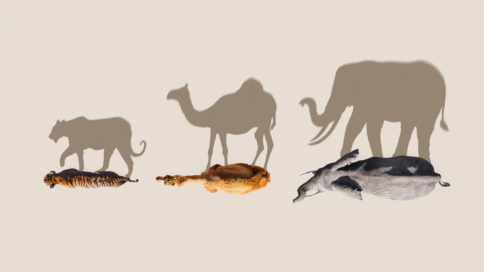 Mammals background