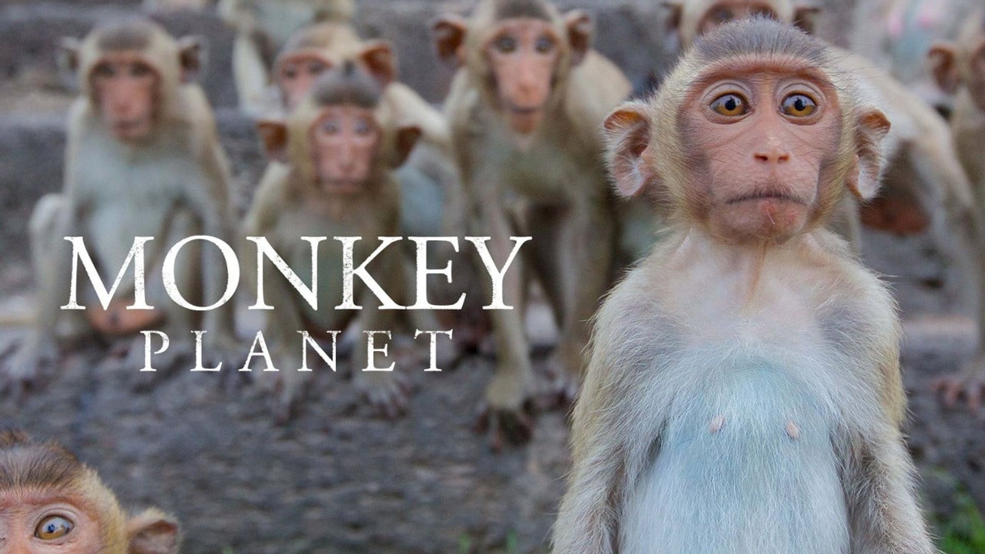 Monkey Planet background