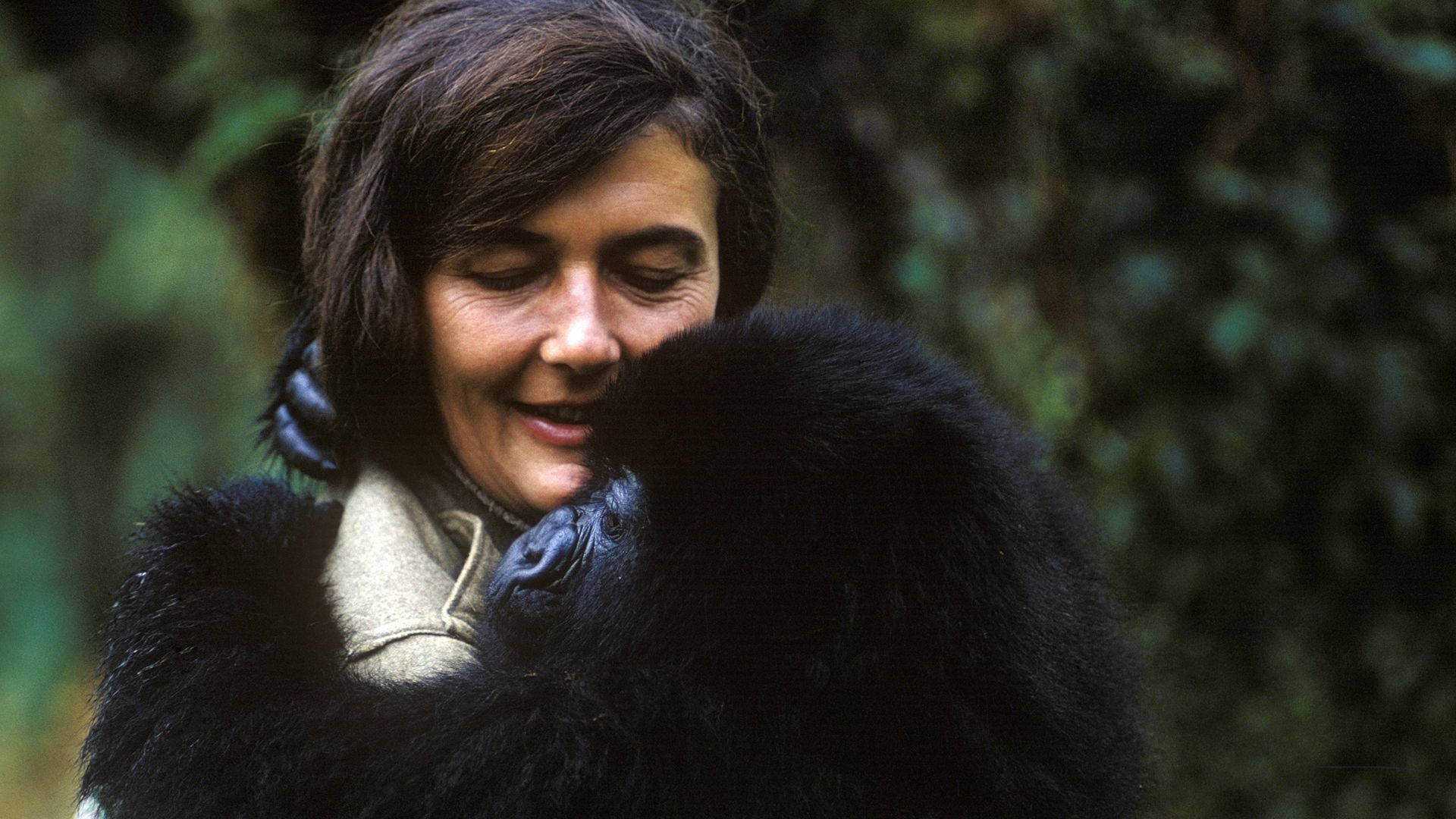 Dian Fossey: Secrets in the Mist background